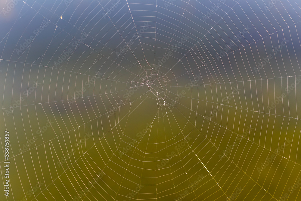 Detalle de una tela de araña en contraste con el fondo más oscuro.