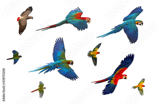 Colorful set of parrot flying isolated on white