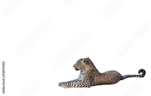 Leopard laid down on the ground on white