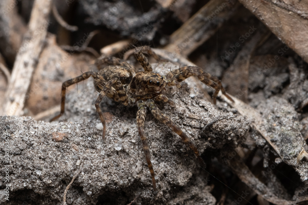 Wolf Spider Family Lycosidae on old leaves Wolf Spider Family Lycosidae on old leaves