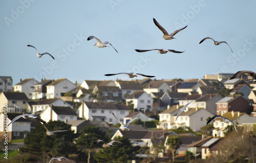 Seagulls flying over the River Gannel in Newquay, Cornwall, UK