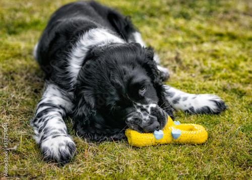 Springer Spaniel - szczeniak w ogrodzie photo