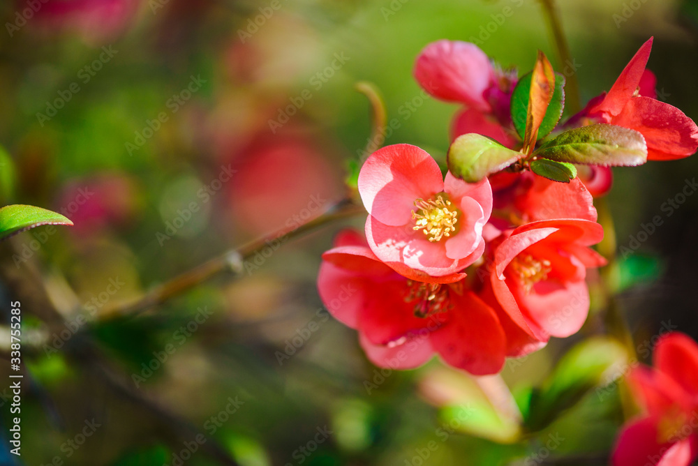Blossoming Chaenomeles winter cheer plant macro close up. Red spring flowers. Blossoming Chaenomeles (flowering quince, Japanese quince) Blossoming Chaenomeles winter cheer plant macro close up. Red spring flowers. Blossoming Chaenomeles (flowering quince, Japanese quince)