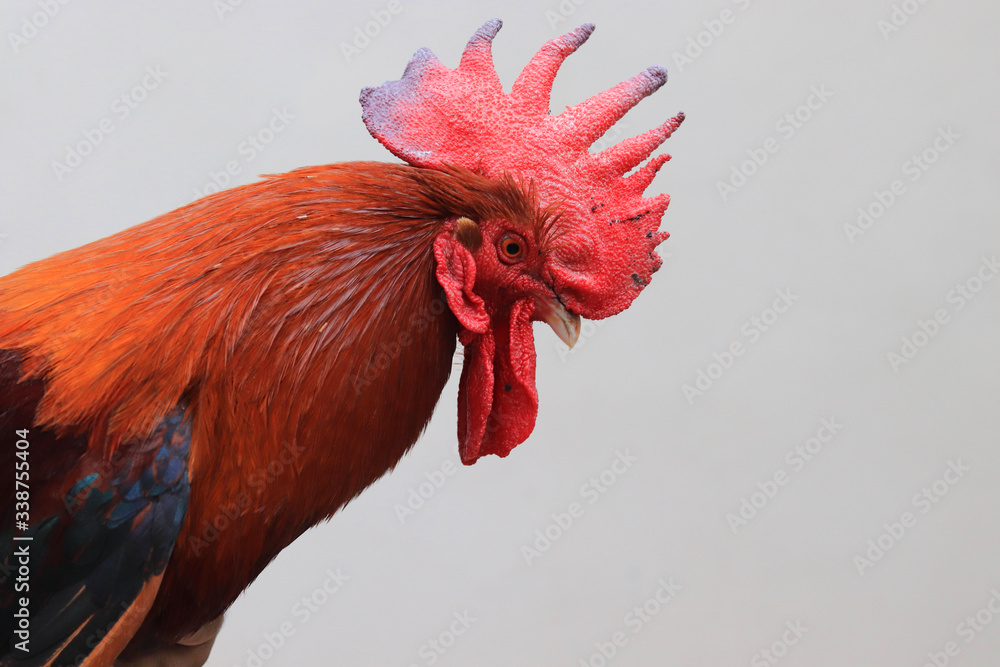 Fototapeta A close-up of a red rooster's head and neck
