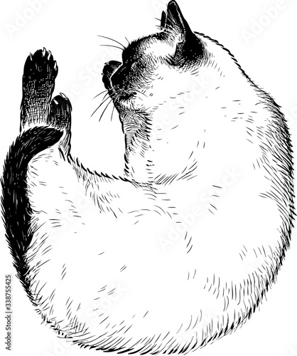Sketch of sleeping domestic siamese cat
