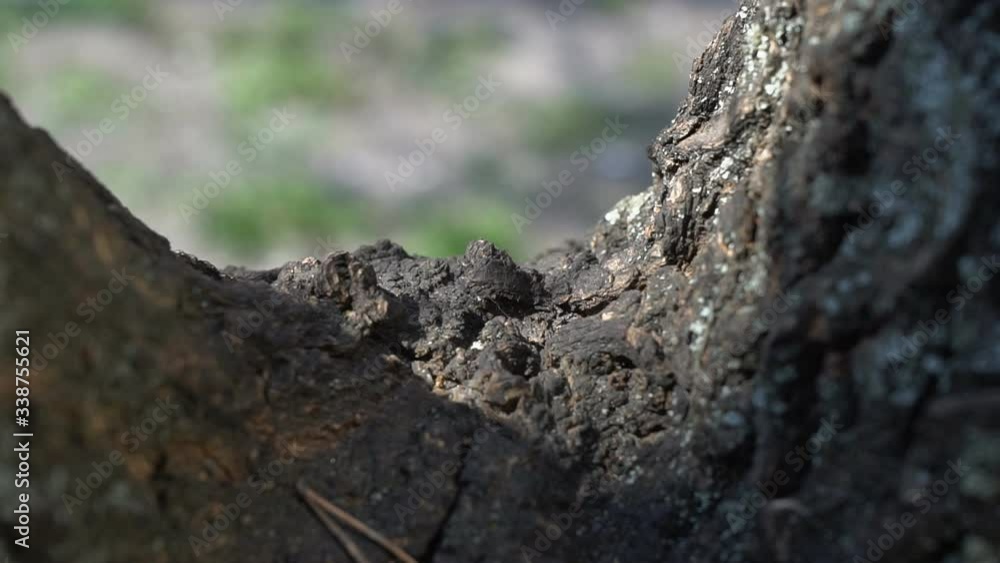Tree bark with creeping ants. Ants Crawl along the Bark on a Tree Trunk. Summer. Close-up. Tree bark with creeping ants. Ants Crawl along the Bark on a Tree Trunk. Summer. Close-up.