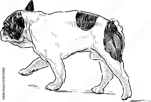 Sketch of walking spotted french dog