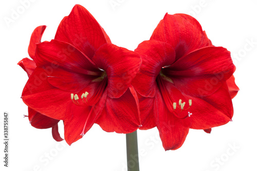 Close-up of a red amaryllis with four blossoms isolated on white background photo