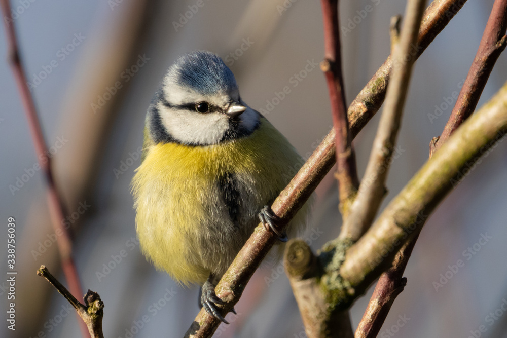 Obraz premium Eurasian blue tit (Cyanistes caeruleus) perched on branch