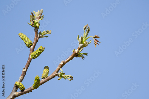 Wallpaper Mural Walnut blooms.Walnut Branch With Young Leaves And Buds. Torontodigital.ca