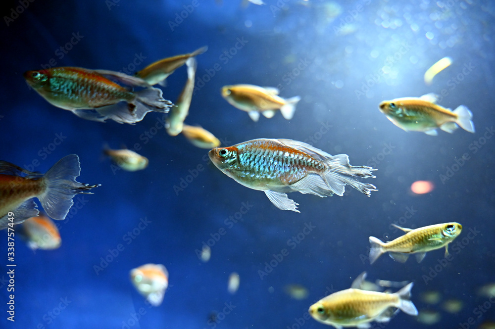 水中を泳ぐ宝石 コンゴテトラの美しい姿(日本の東京池袋サンシャイン水族館) 水中を泳ぐ宝石 コンゴテトラの美しい姿(日本の東京池袋サンシャイン水族館)
