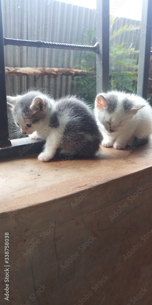 Fototapeta premium cat in a cage