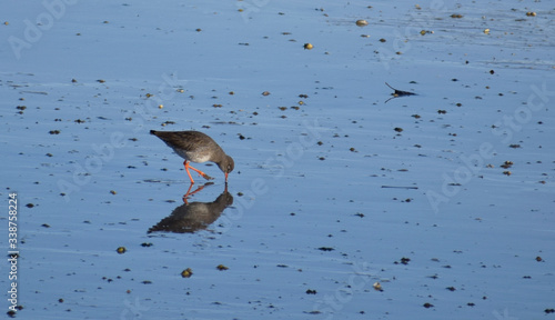 Slika na platnu Redshank with its beak buried in mud along the Camel Estuary, Cornwall
