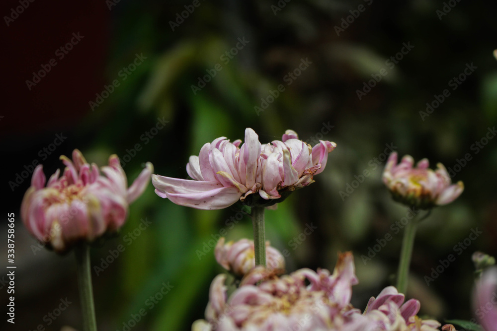 Naklejka premium Great Masterwort flower picture taken from garden at evening in Bangladesh