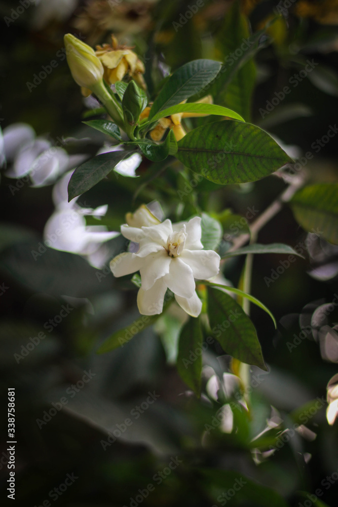 Jasmine flower picture taken from garden at evening in Bangladesh Jasmine flower picture taken from garden at evening in Bangladesh
