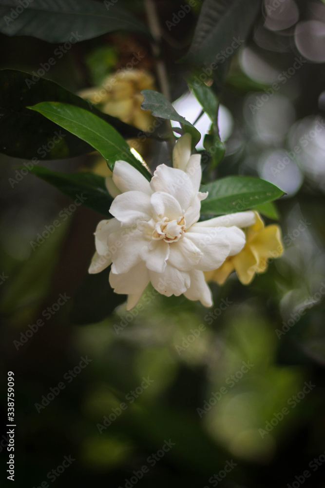 Jasmine flower picture taken from garden at evening in Bangladesh