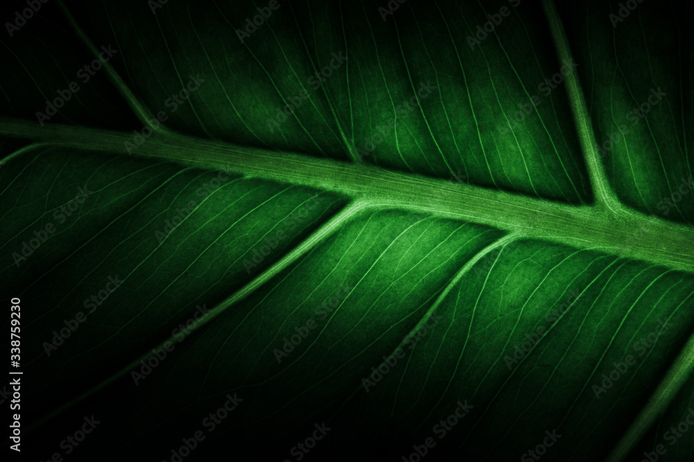 Detail of a green monstera deliciosa leaf Detail of a green monstera deliciosa leaf