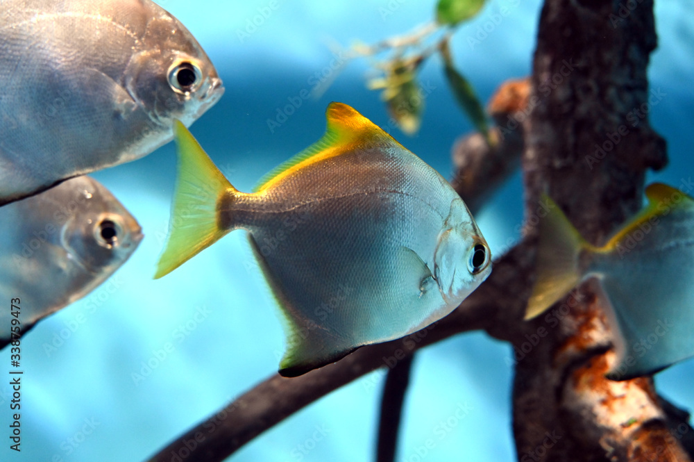 銀色に輝く美しいヒメツバメウオ達 日本の東京池袋サンシャイン水族館 Stock Photo Adobe Stock