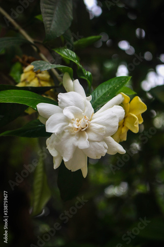 Jasmine flower picture taken from garden at evening in Bangladesh