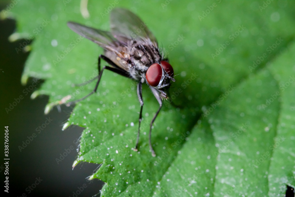 Macrophotographie, Insecte posé sur une feuille Macrophotographie, Insecte posé sur une feuille