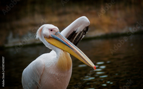 Pink pelican posing for photo. photo