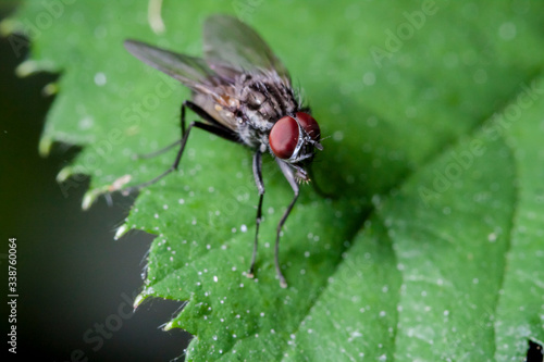 Macrophotographie, Insecte posé sur une feuille