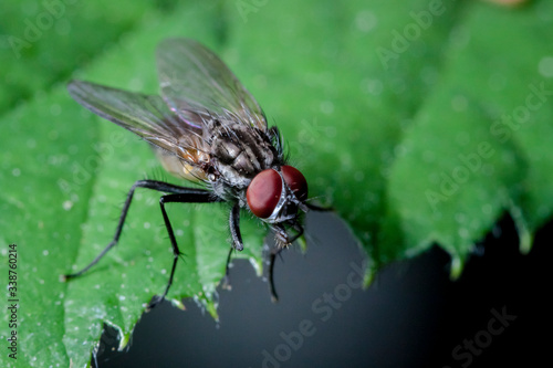 Macrophotographie, Insecte posé sur une feuille