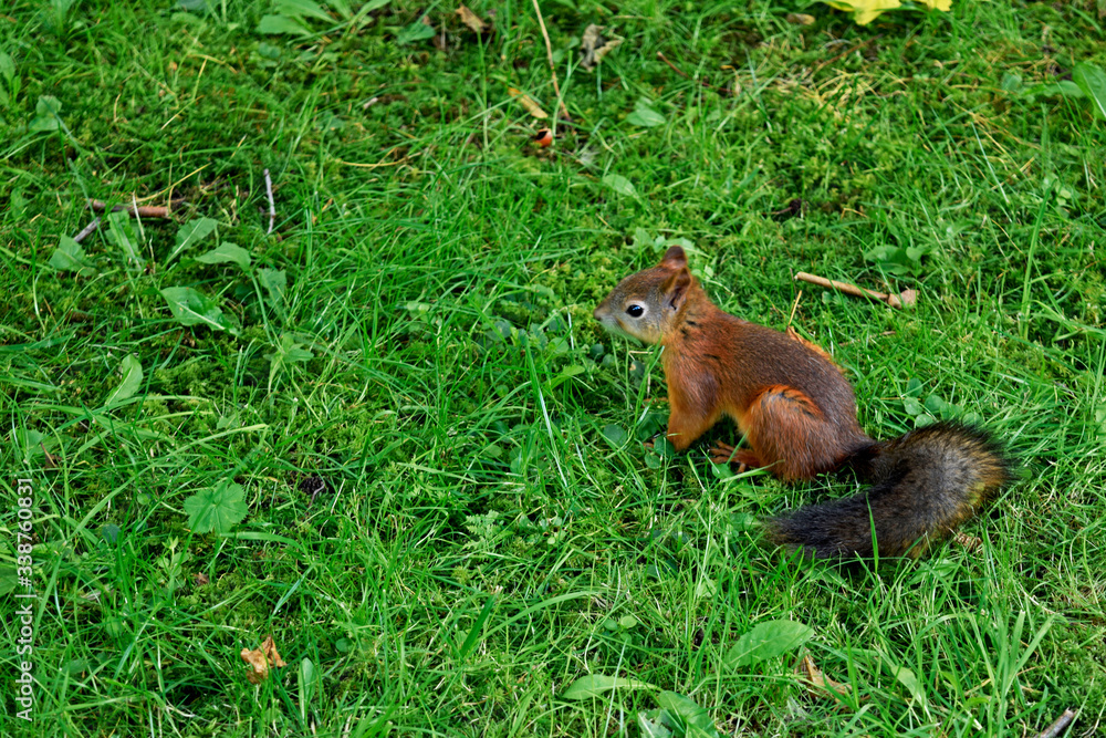 red-haired little squirrel on a green lawn in the park red-haired little squirrel on a green lawn in the park