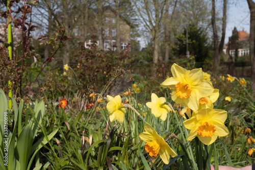 yellow cheerful daffodils in the sunshine