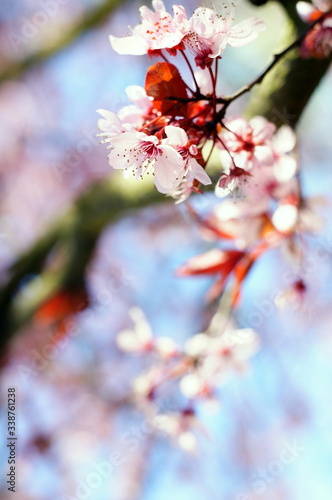 Pąki kwiatu na gałęzi 