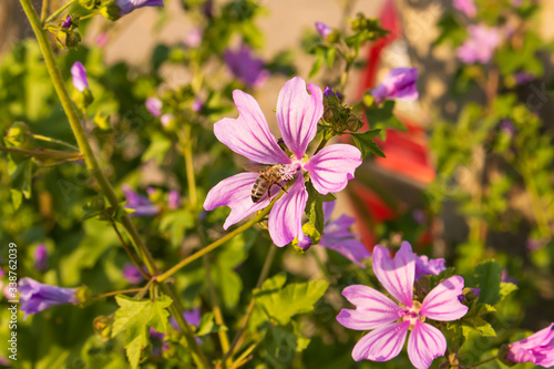 Close up of bloomming flowers