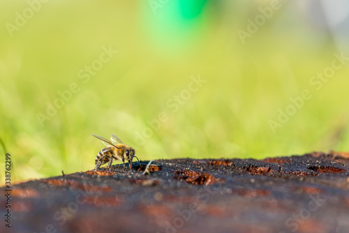 Close-up of a honey bee sitting on a tree trunk