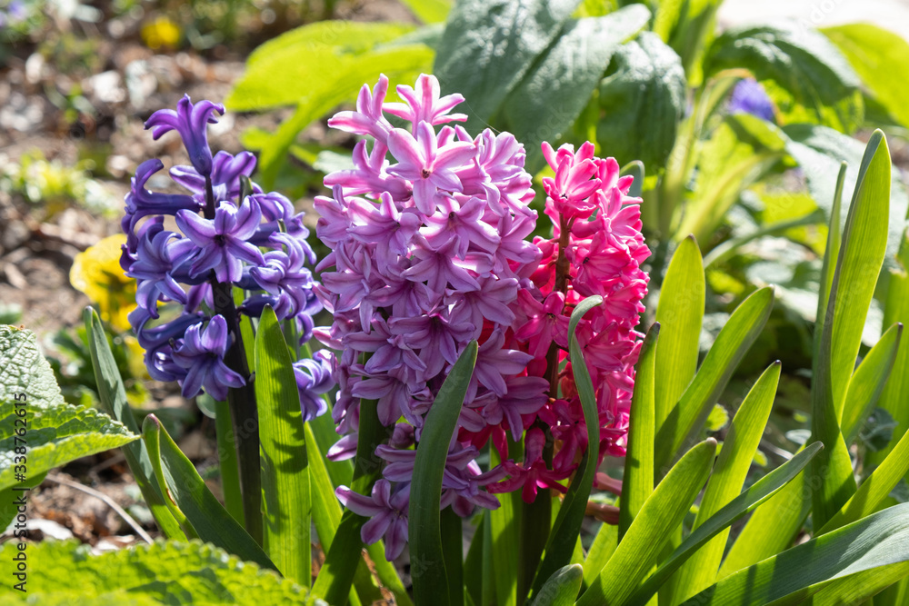 Obraz premium three spring hyacinth flowers of different colors stretch to the sun