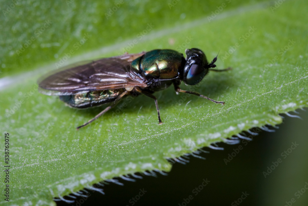 Macrophotographie, Insecte posé sur une feuille Macrophotographie, Insecte posé sur une feuille