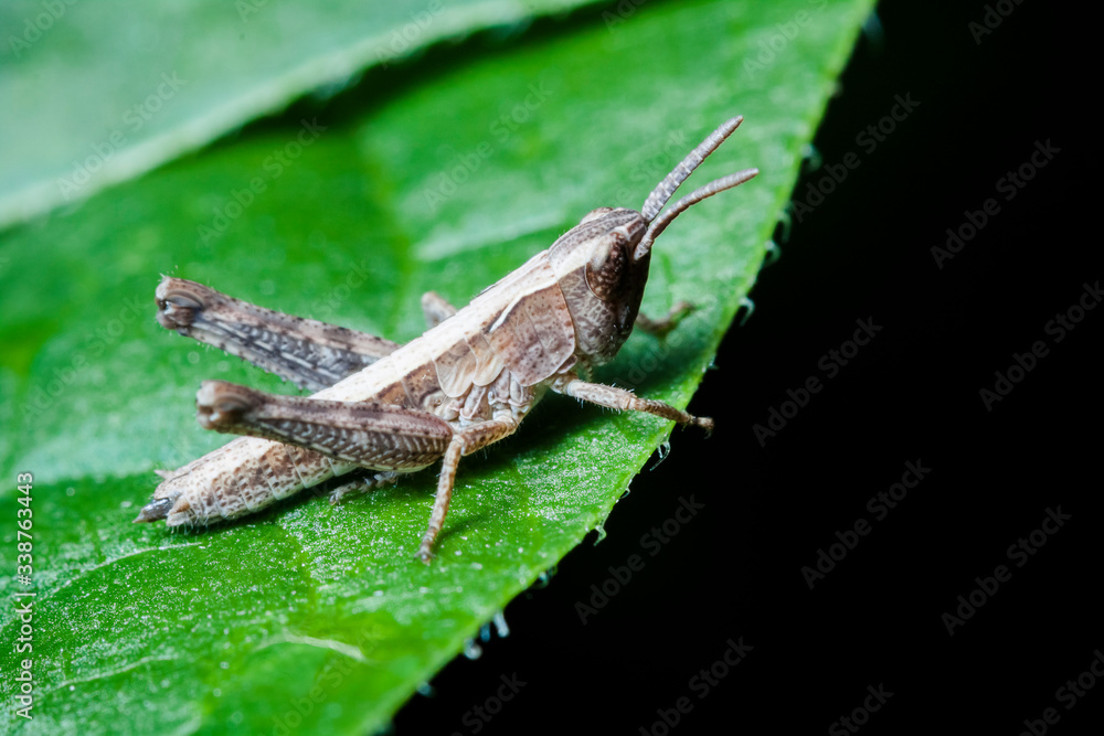 Macrophotographie, Insecte posé sur une feuille Macrophotographie, Insecte posé sur une feuille