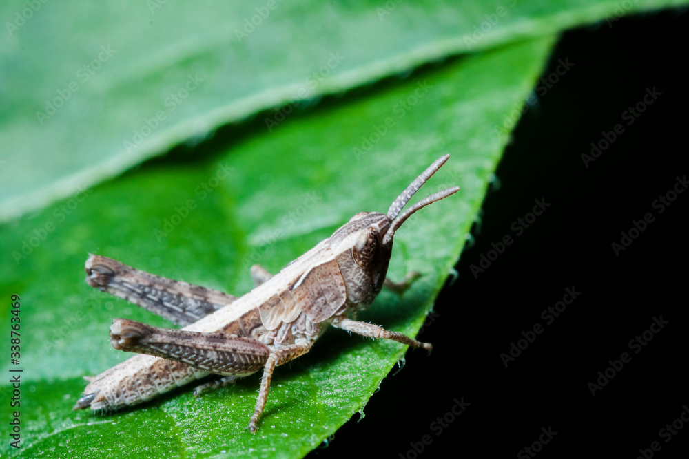 Macrophotographie, Insecte posé sur une feuille Macrophotographie, Insecte posé sur une feuille