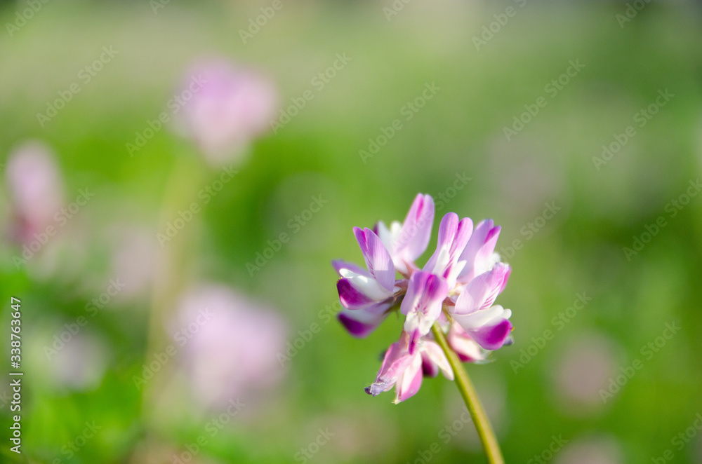 Obraz premium 蓮華草