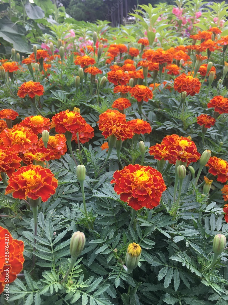 orange flowers in garden