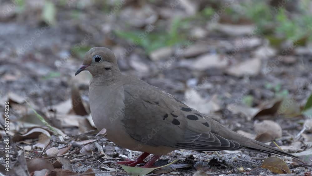 Mourning dove foraging for food on ground in Orlando Florida Mourning dove foraging for food on ground in Orlando Florida