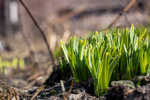 Daffodils sprout through the ground in spring