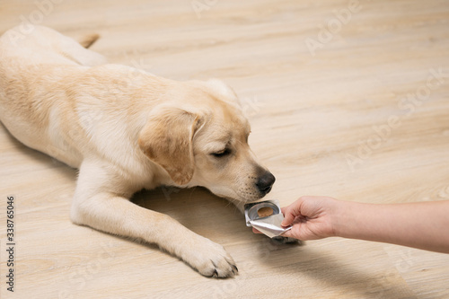Closeup of female owner giving pill to puppy labrador at home.