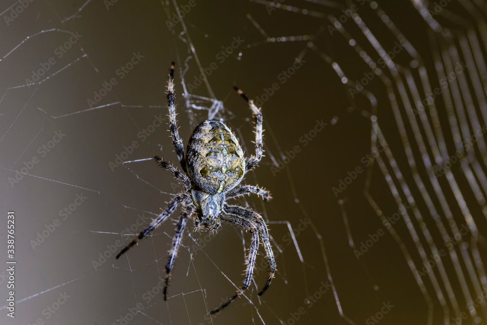 Large female spider sits in the center of its web Large female spider sits in the center of its web