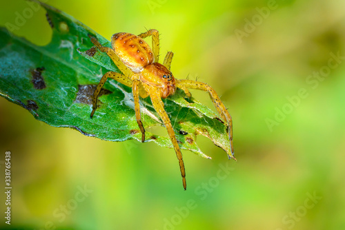Young female spider  sits on the tip of leaf photo