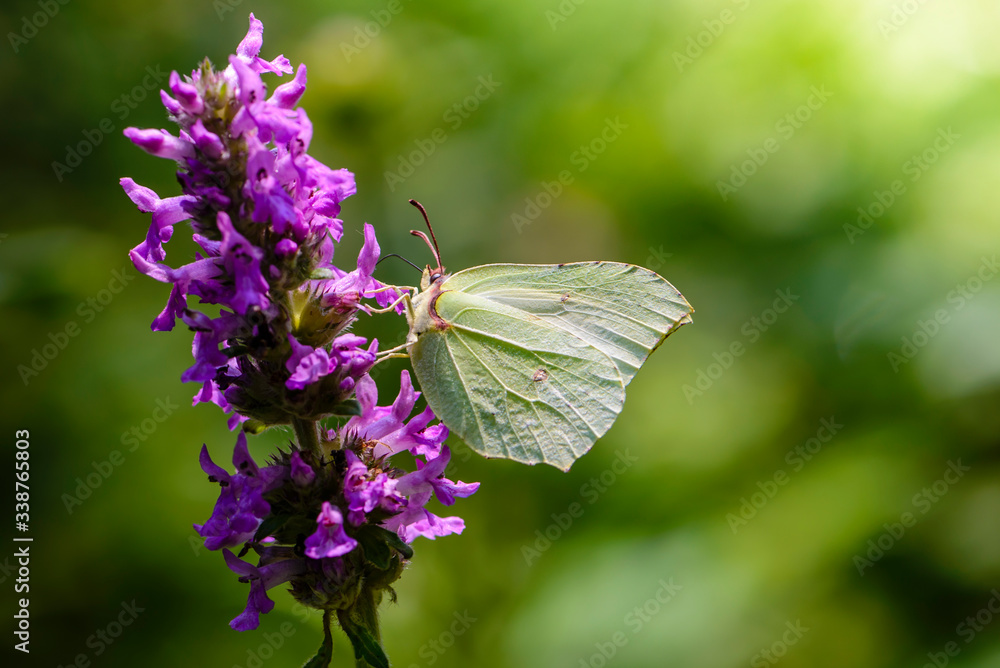 Butterfly collects nectar on purple flowers
