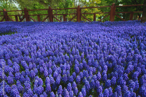 Photography Purple muscari flowers, Gulhane Park in spring, Istanbul