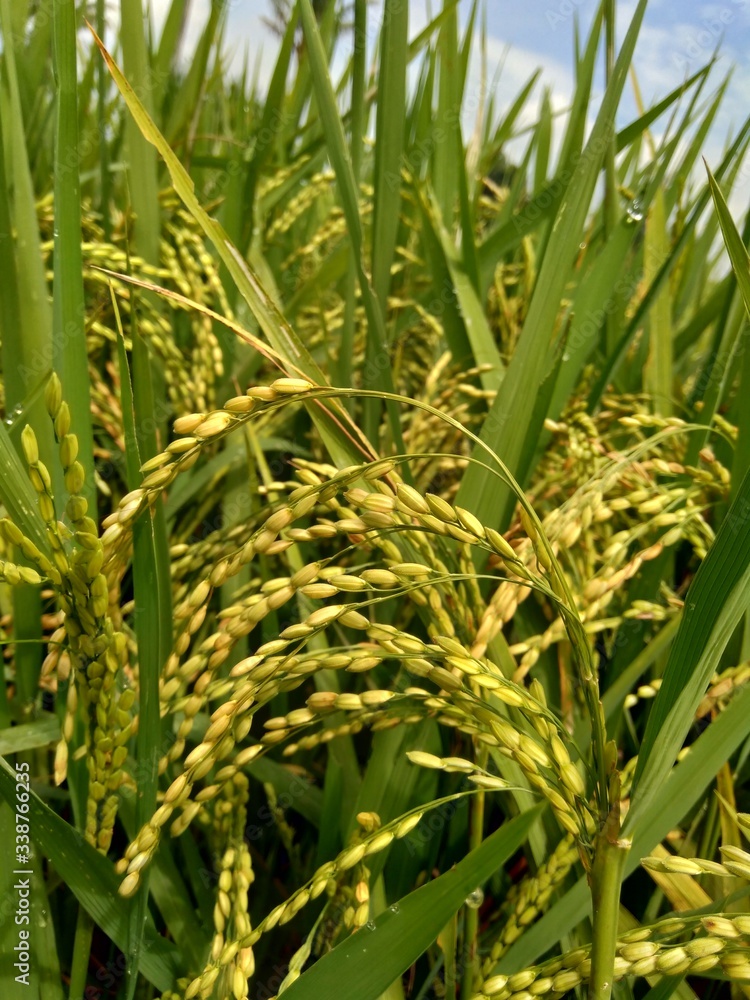 Close up of rice with natural background Close up of rice with natural background