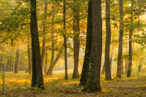 Autumnal landscape in a plain forest of Hungarian oak