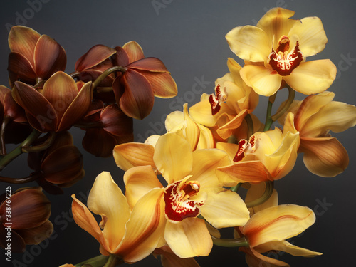 Konstfotografi composition of beautiful yellow and brown cymbidium orchid on the dark grey background