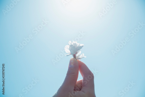 桜の花　子供の手　青空　太陽
