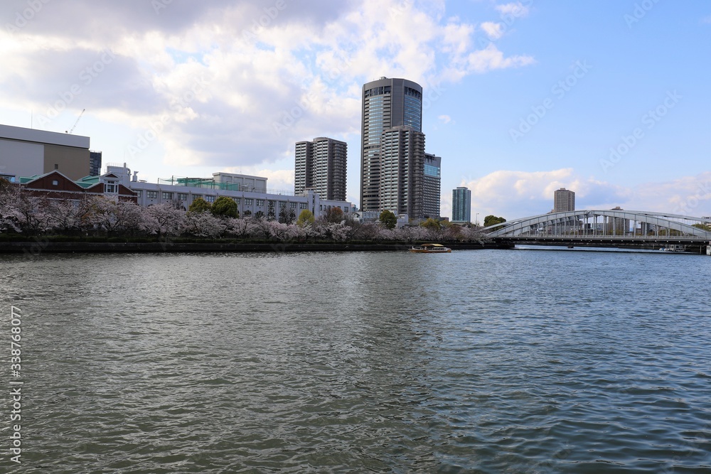 大阪の桜並木